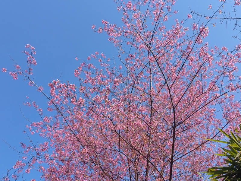 熊梅
