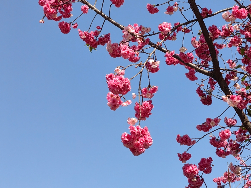 段秋芸